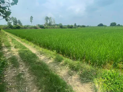 Salfa, Uttar Pradesh 247775, India preview 2