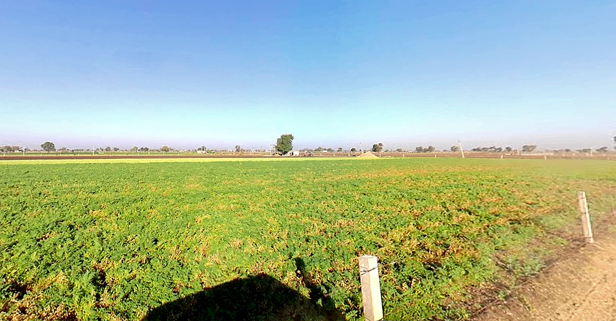 Dhari, Gujarat 365640, India