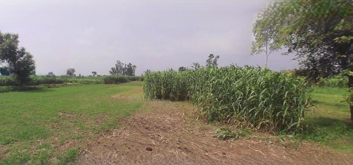 Jansath, Uttar Pradesh 251314, India