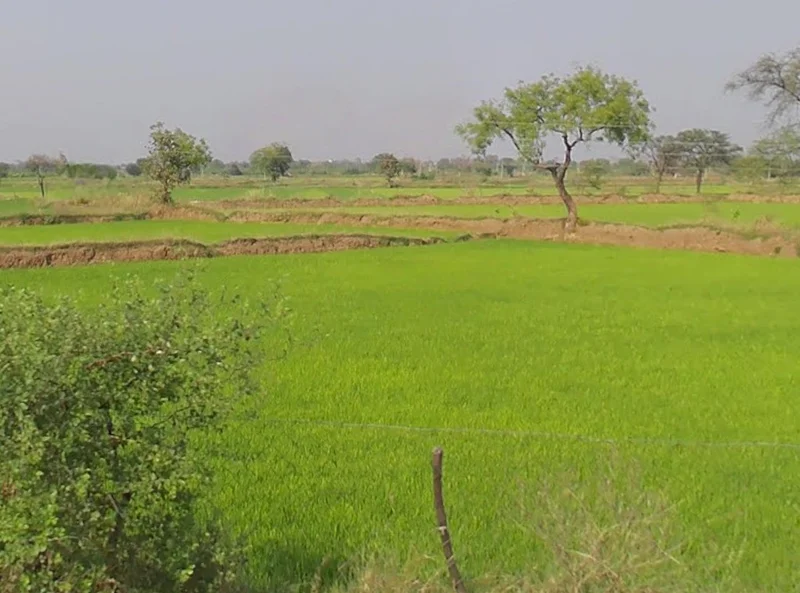 Aurethi, Chhattisgarh 493101, India preview 3