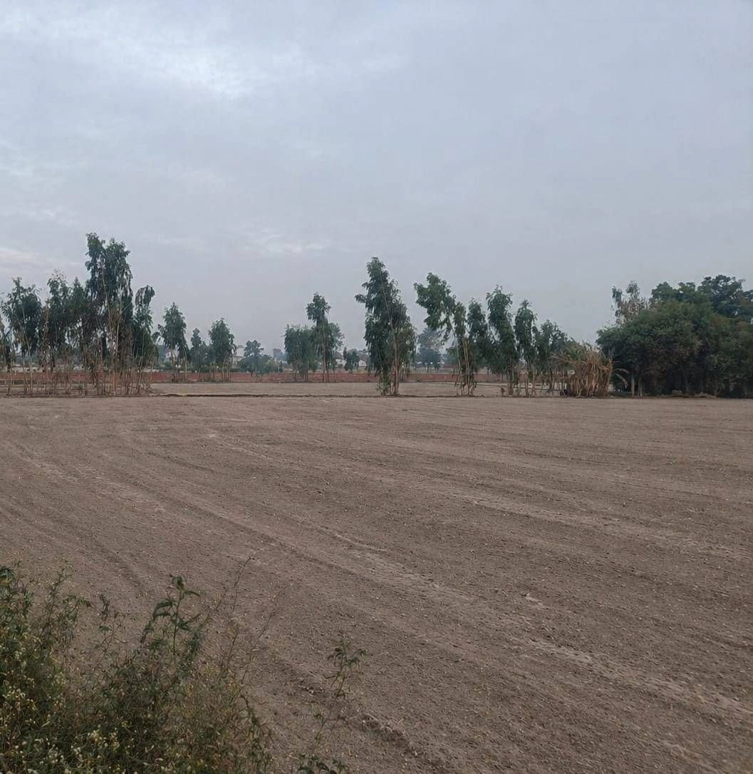 Barhana, Uttar Pradesh, India