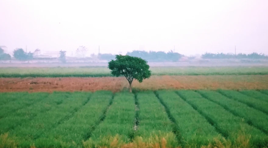 WVM8+576, Arjansar, Rajasthan 334604, India