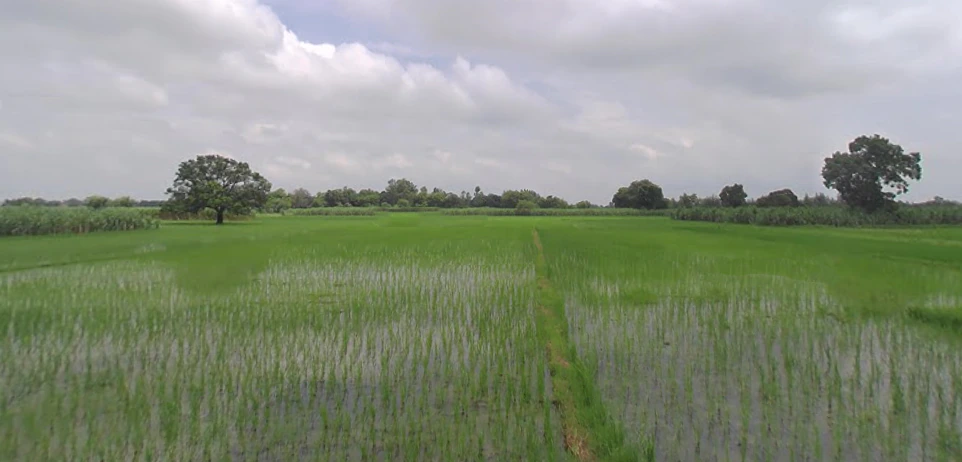 Pahasu, Uttar Pradesh 203396, India