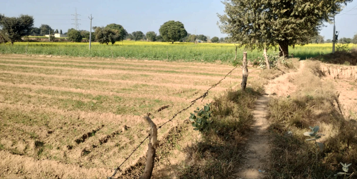Saidpura, Punjab 141411, India