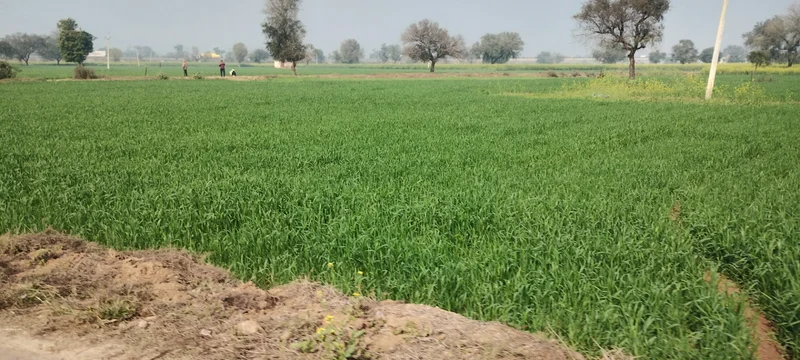 Seetal, Rajasthan 301021, India preview 3