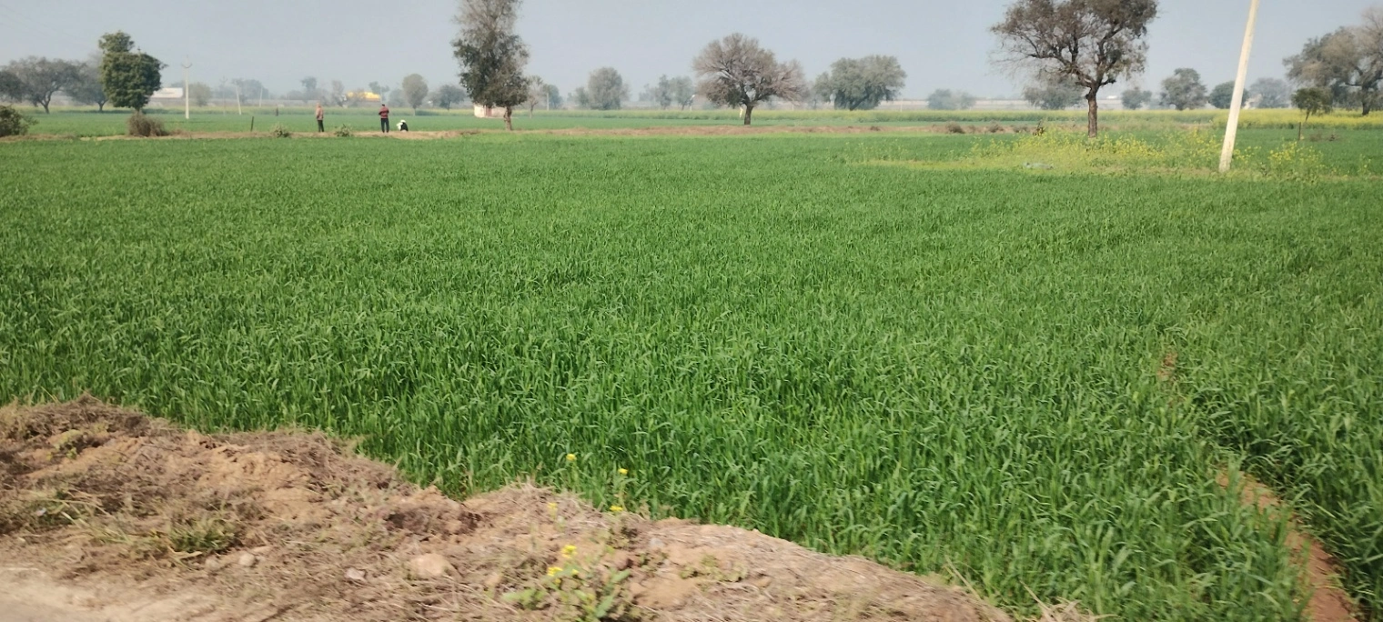 Seetal, Rajasthan 301021, India