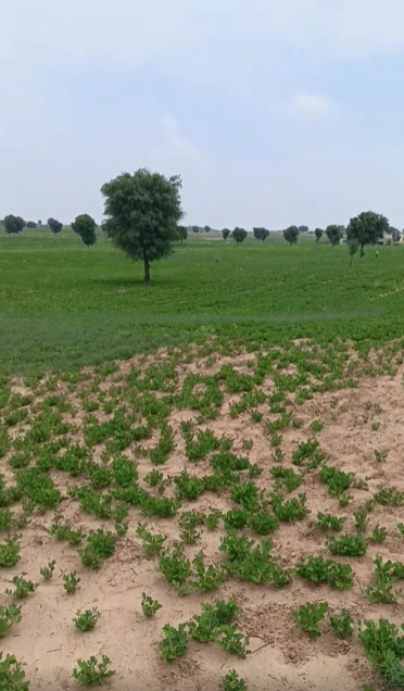 Kapren, Rajasthan, India