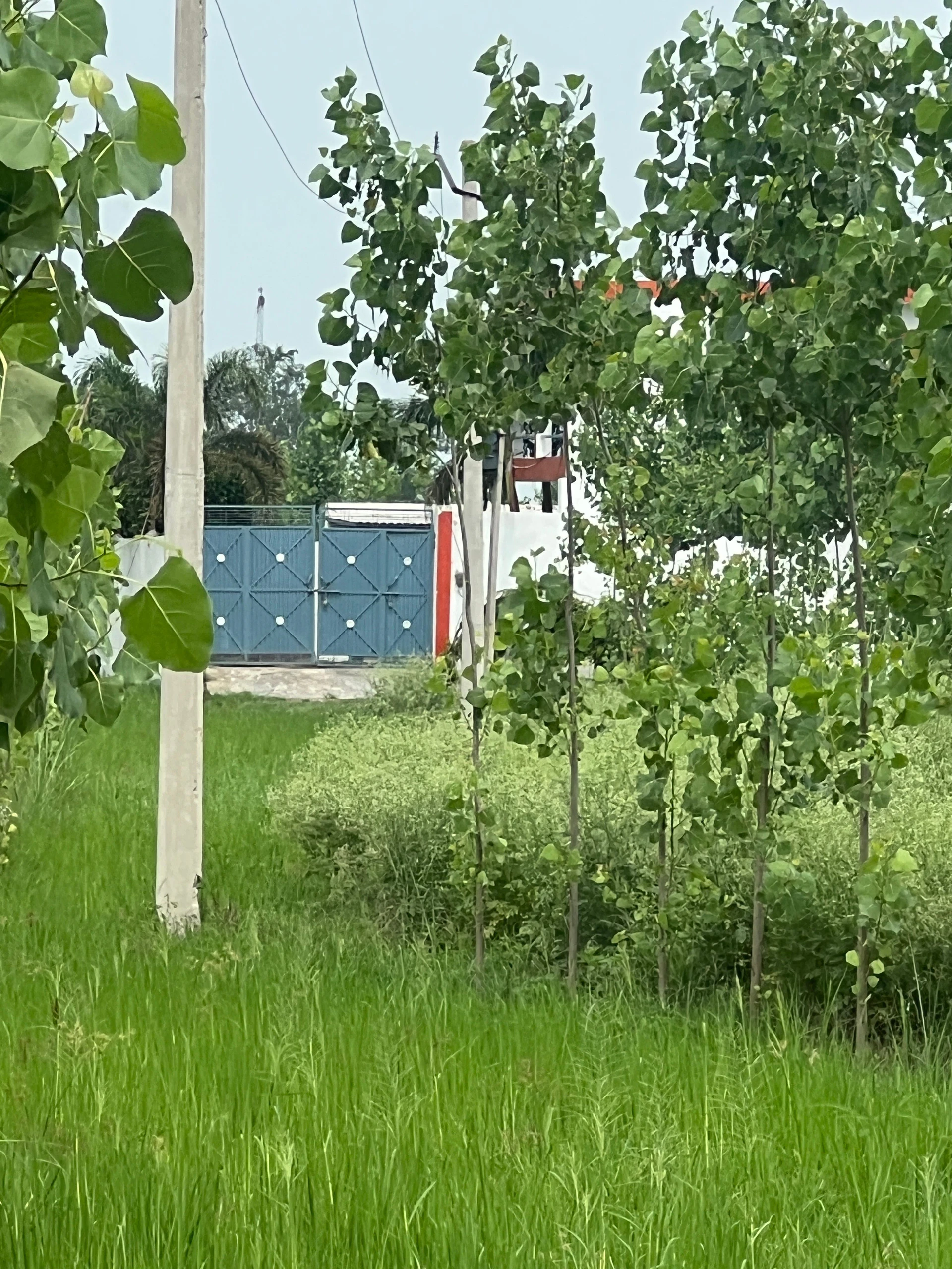 Mawana, Uttar Pradesh, India
