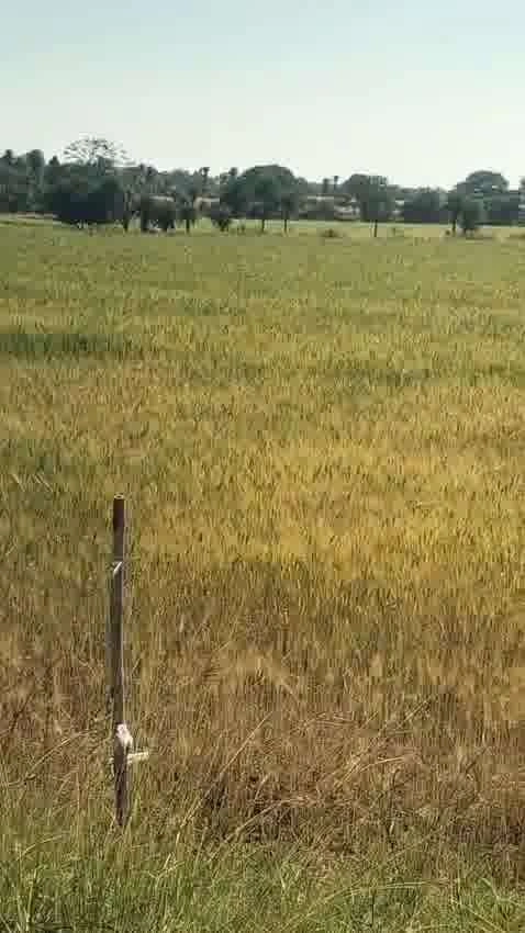 Purwa, Uttar Pradesh, India