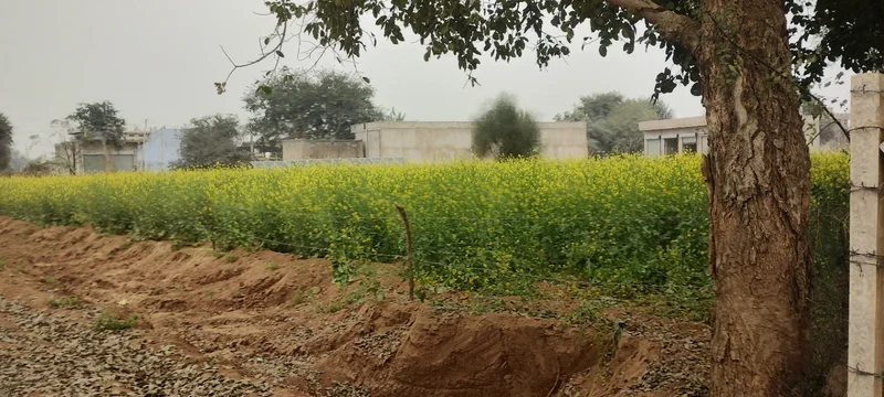 Barodameo, Rajasthan 301021, India preview 3