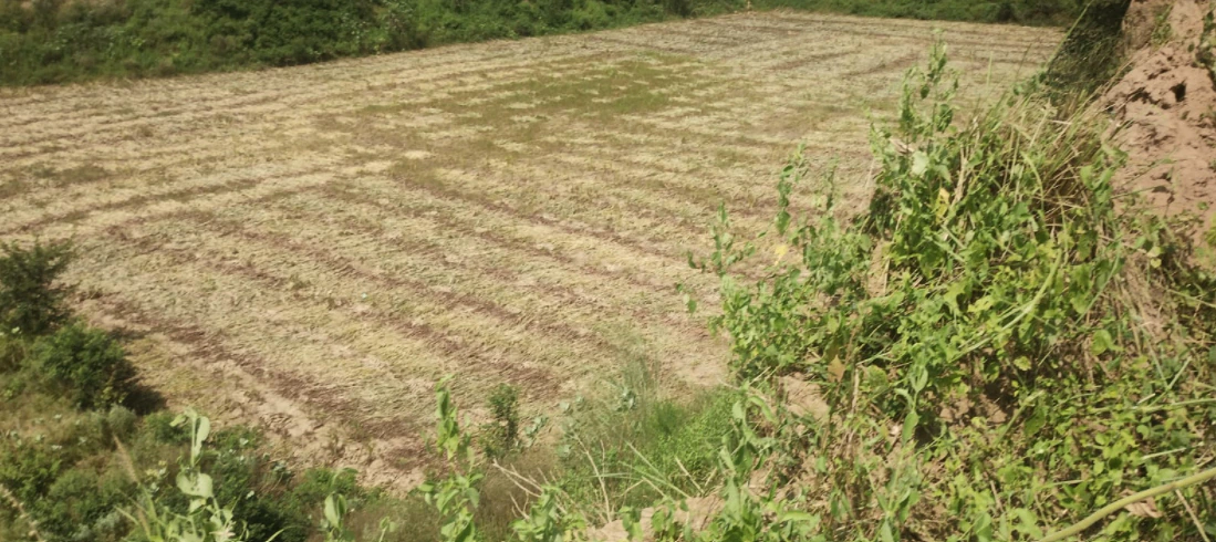 Nurpur Bedi, Punjab 140117, India