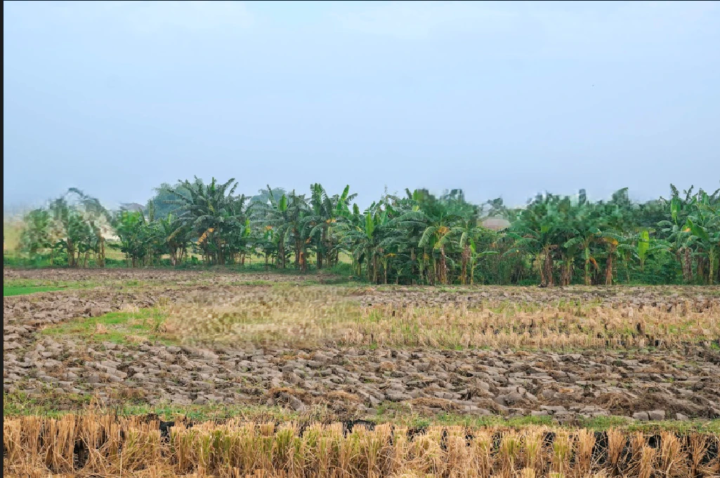 Salarpur, Haryana 125055, India
