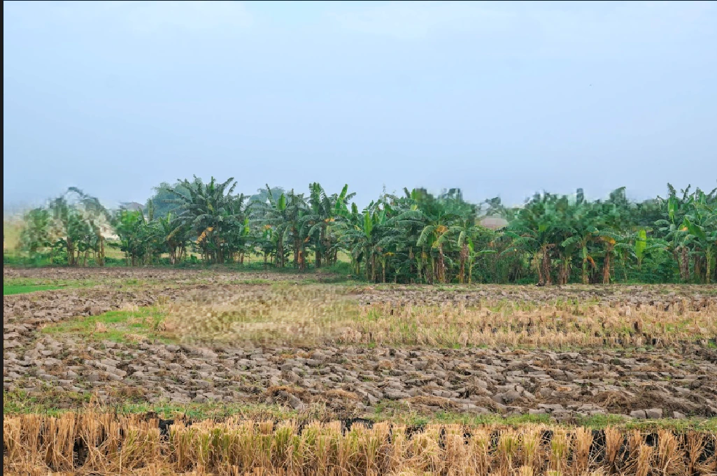 Salarpur, Haryana 125055, India