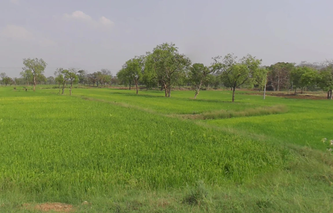 Tama Seoni, Chhattisgarh 493661, India