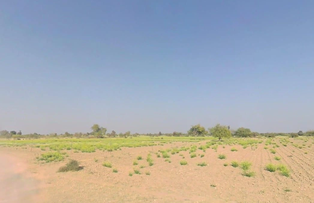 V5VM+4G7, Bandai, Rajasthan 306421, India