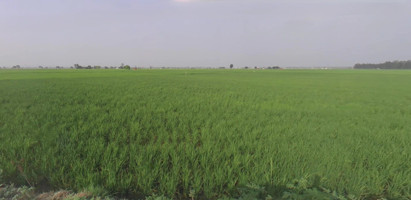 Gotka, Uttar Pradesh 250344, India