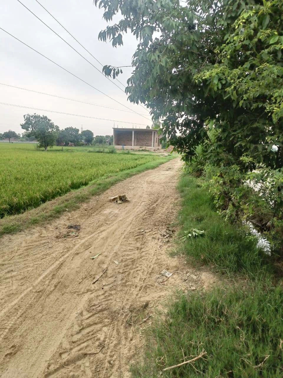 Bukharari, Mathura, Uttar Pradesh, India preview 3