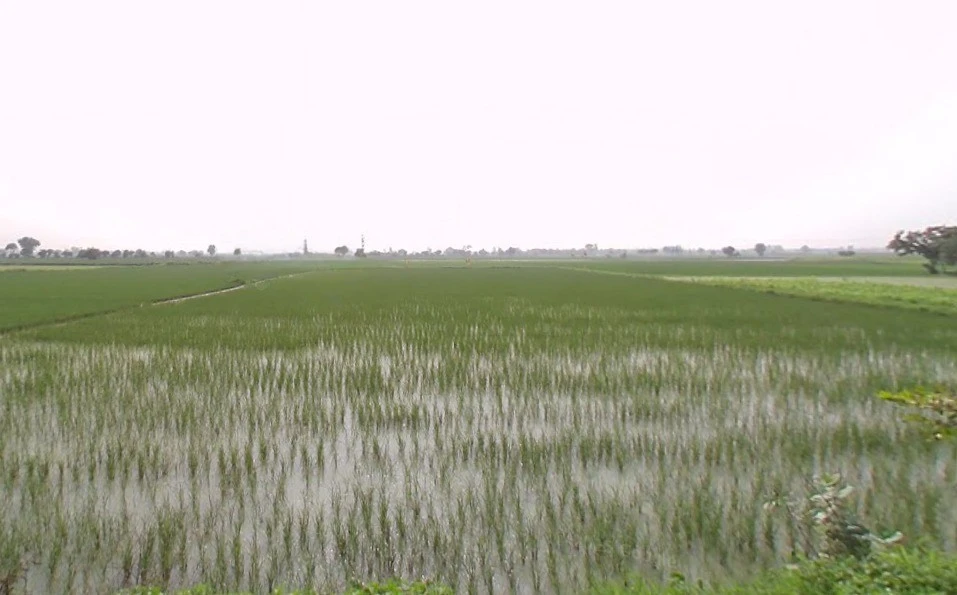 GRX6+PRG, Balrangran, Haryana 132040, India