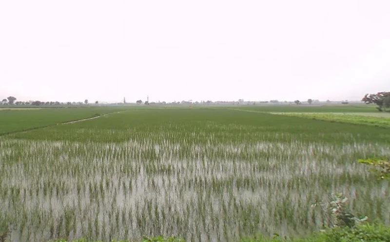 GRX6+PRG, Balrangran, Haryana 132040, India preview 3