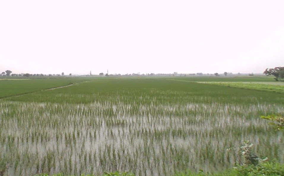 GRX6+PRG, Balrangran, Haryana 132040, India