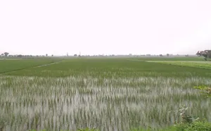GRX6+PRG, Balrangran, Haryana 132040, India preview 3