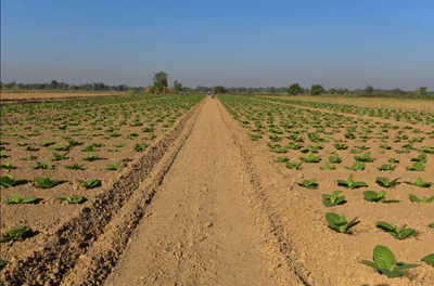 Pandhaniya, Madhya Pradesh 451115, India preview 2
