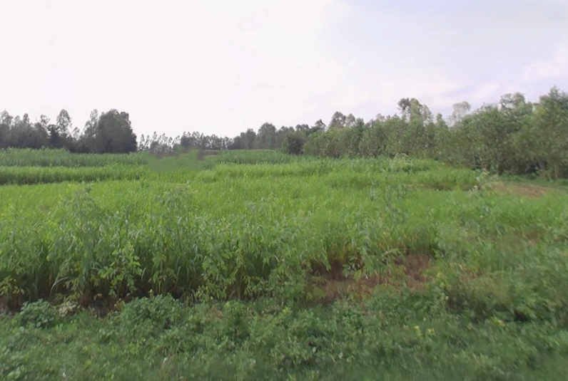 Behat, Uttar Pradesh 247121, India