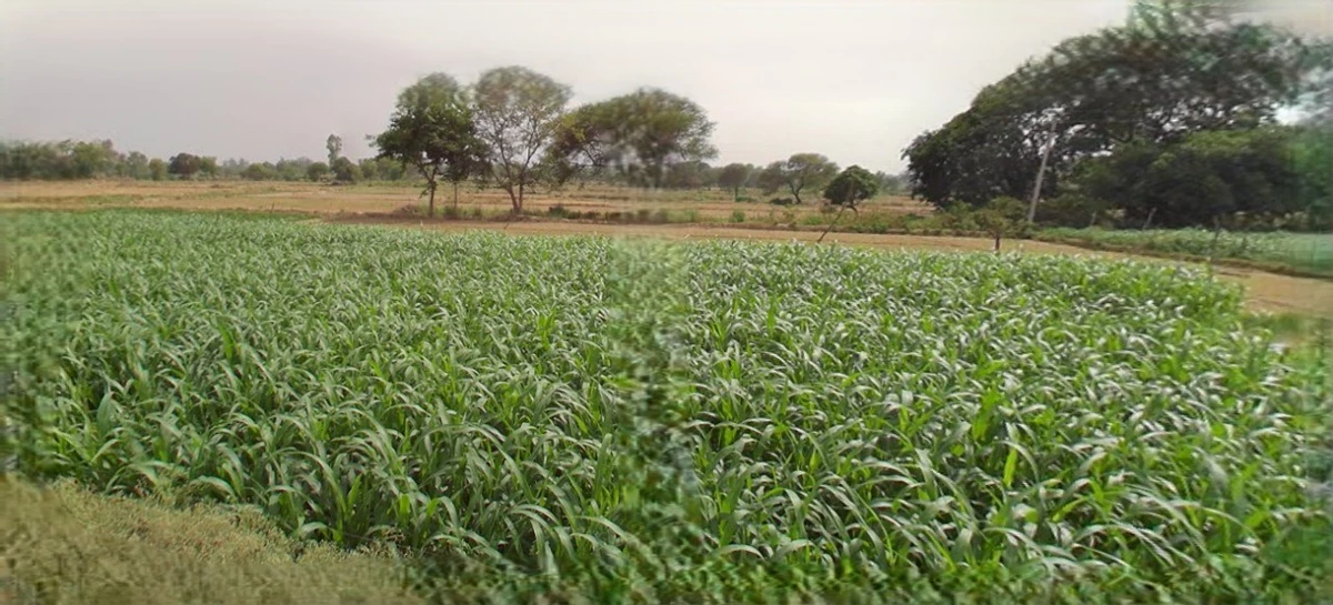 Bijnor, Uttar Pradesh 246701, India