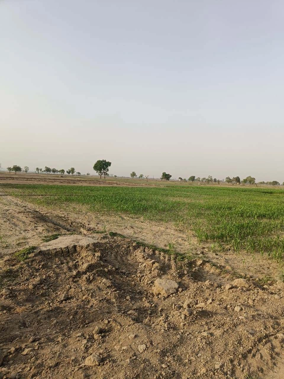 RJQG+V8Q, Jaipur, Theekariya, Rajasthan, India