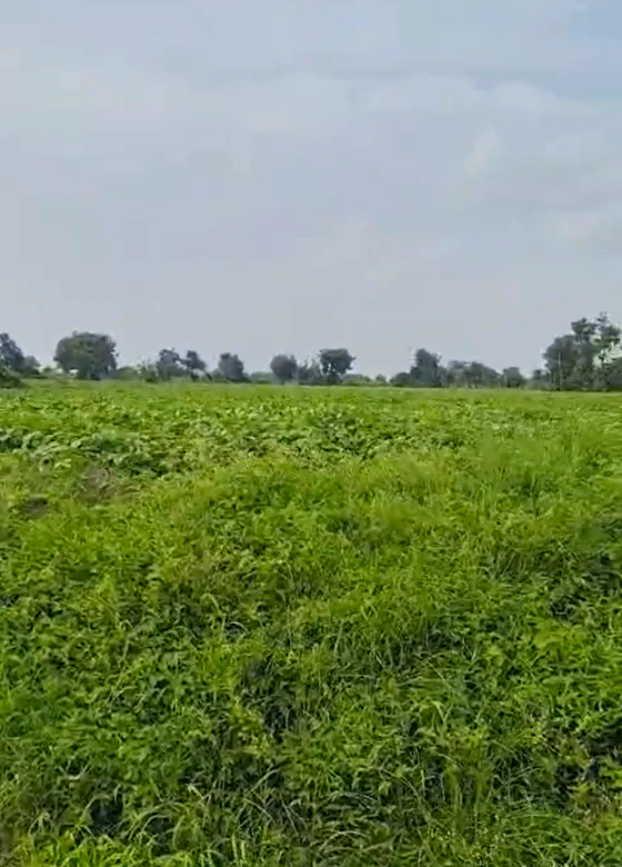 XRXG+CGJ, Indore, Barodiya Khan, Madhya Pradesh 453551, India