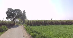 Mawana, Uttar Pradesh, India preview 3