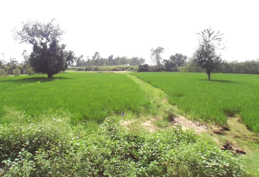 Kurdi Khera, Uttar Pradesh 247129, India
