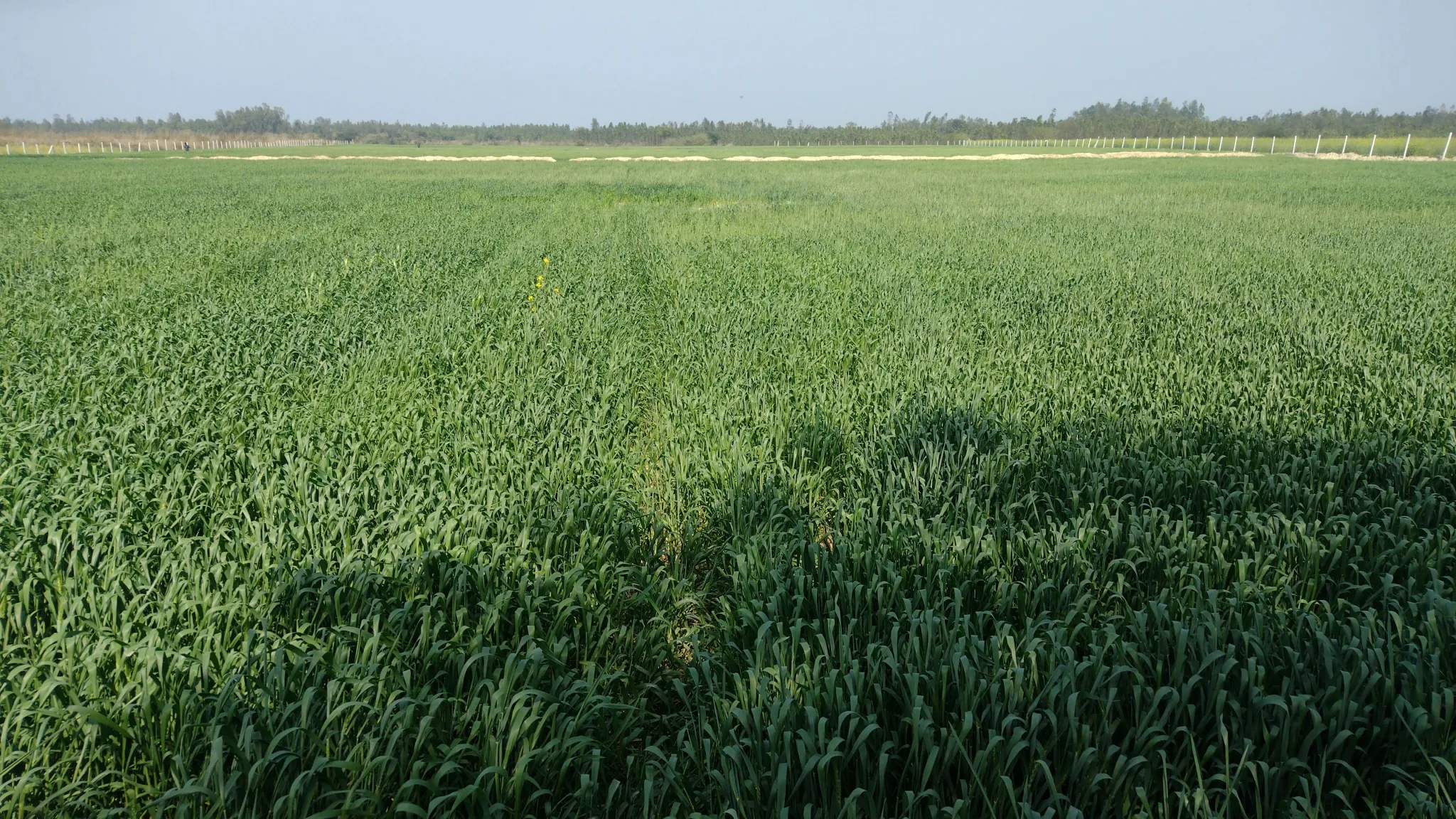 Sandila, Uttar Pradesh, India