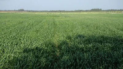 Sandila, Uttar Pradesh, India preview 3
