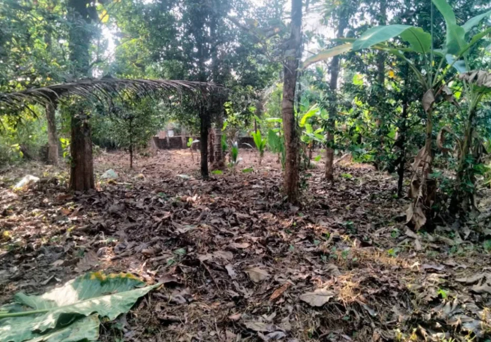 XH89+JFR, Thottumkalpeedika, Muvattupuzha, Kerala 686673, India