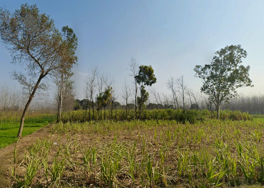 Pilkhani, Uttar Pradesh 247451, India