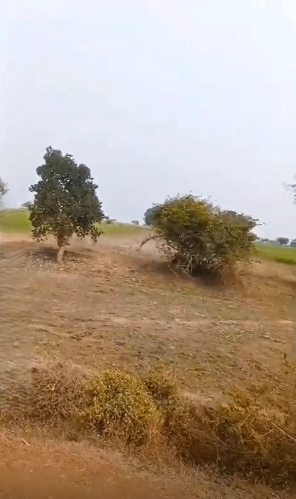 2P37+8MP, Mandsaur, Khejdiyabhop, Madhya Pradesh 458888, India