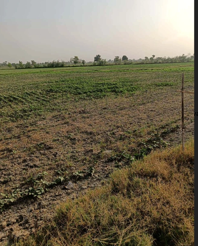 Milkpur, Rajasthan 301026, India - Photo 2