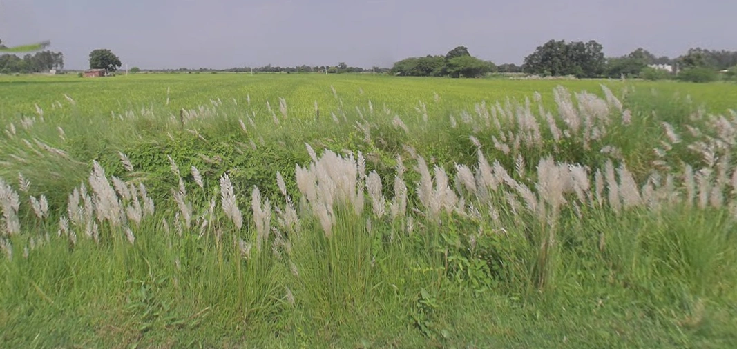 Purseni, Uttar Pradesh 226301, India