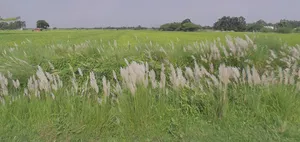 Purseni, Uttar Pradesh 226301, India preview 3