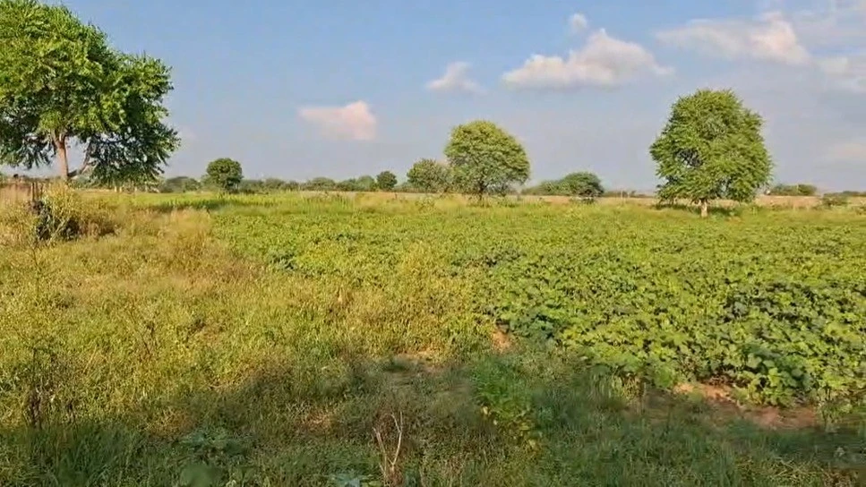 Muhami, Rajasthan 305023, India