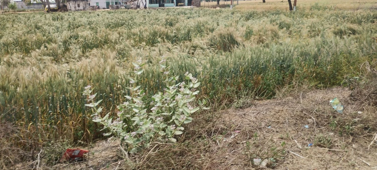 Seetal, Rajasthan 301021, India