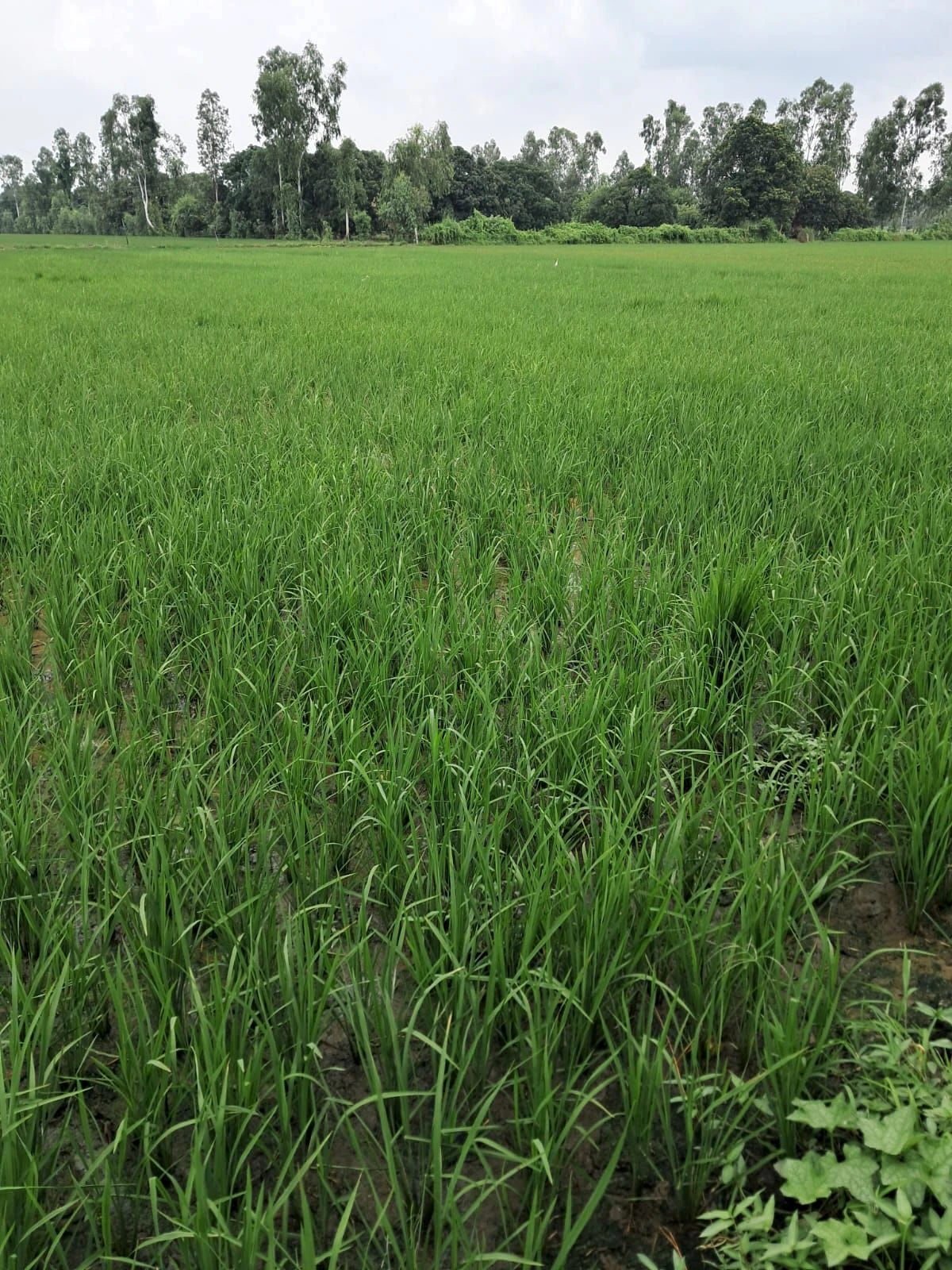 Powayan, Shahjahanpur, Uttar Pradesh 242401, India