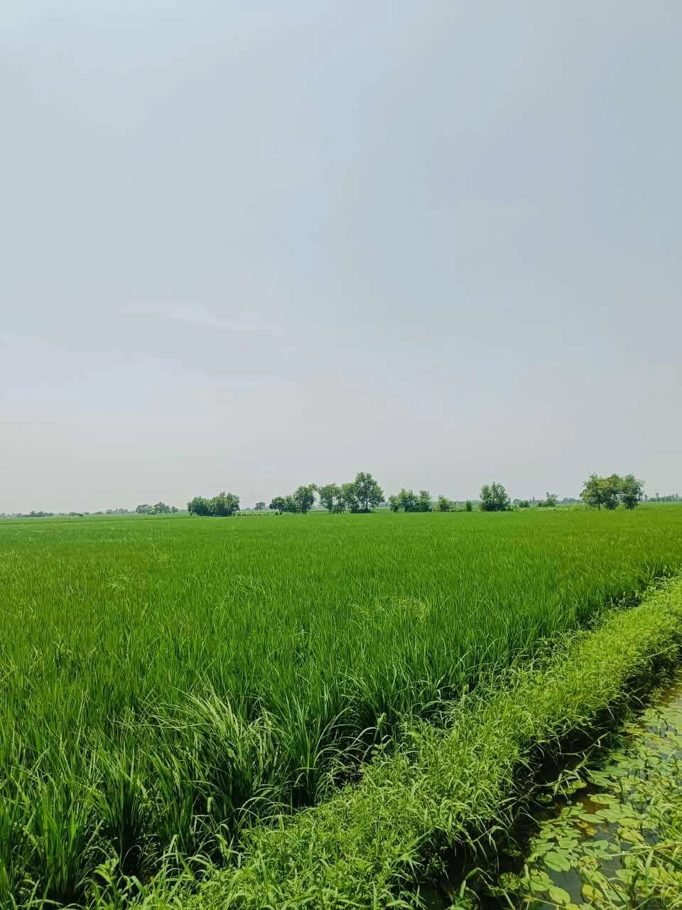 Thok Kamal, Aligarh, Uttar Pradesh 281206, India