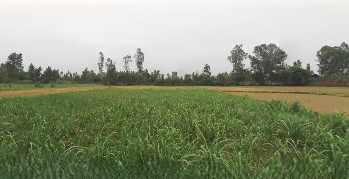 Suar, Uttar Pradesh 244924, India