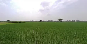 Kutail, Haryana, India preview 2