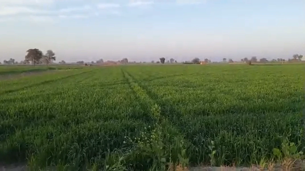 P64V+23V, Hanumangarh, Hirnawali, Rajasthan 335064, India