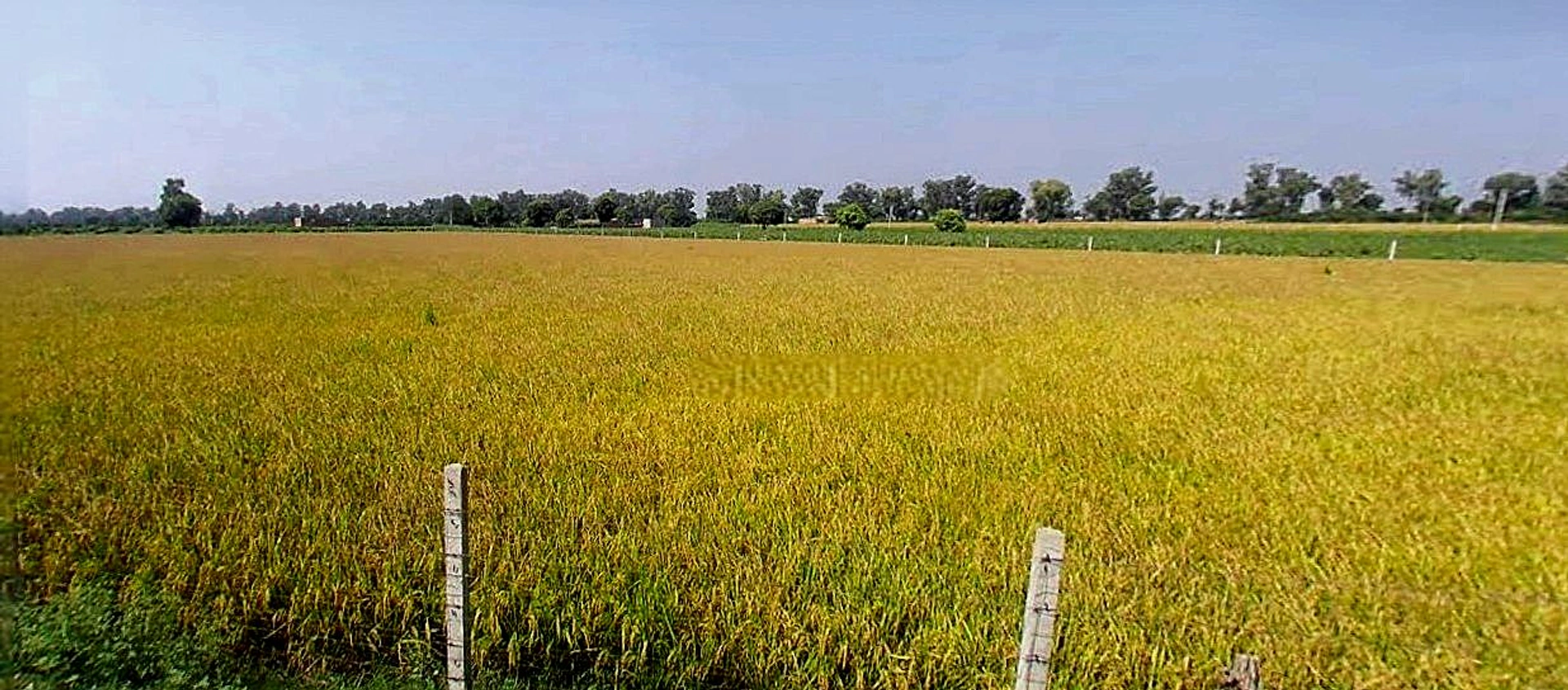 Suratgarh, Rajasthan 335804, India