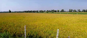 Suratgarh, Rajasthan 335804, India preview 2