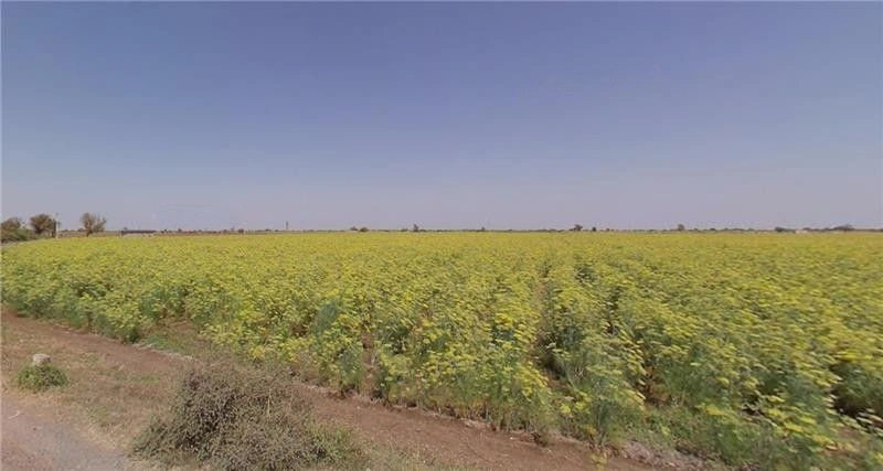 Varkhadia, Gujarat 384445, India